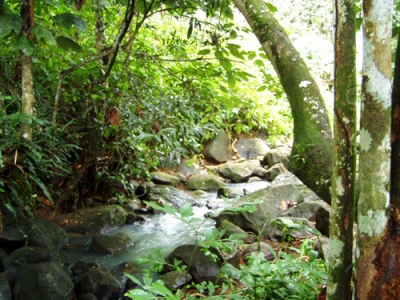 Une rivière à la Guadeloupe (Basse-Terre)