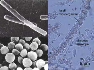 (Figure 1) : Micro-organismes vivants (à gauche) et microfilaments fossiles (provenant d'un fumeur inactif de la ride Pacifique