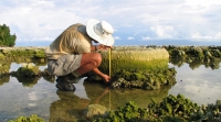 Galetzka measuring coral in Sumatra (Courtesy of John Galetzka)