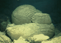  Figure 2 : Un pillow lava. Ce type de roche se forme lors du refroidissement brutal de la lave au contact de l'eau de mer. Des gaz sont piégés lorsque la pression est suffisamment grande.
	
 Figure 2 : Un pillow lava. Ce type de roche se forme lors du refroidissement brutal de la lave au contact de l'eau de mer. Des gaz sont piégés lorsque la pression est suffisamment grande.

